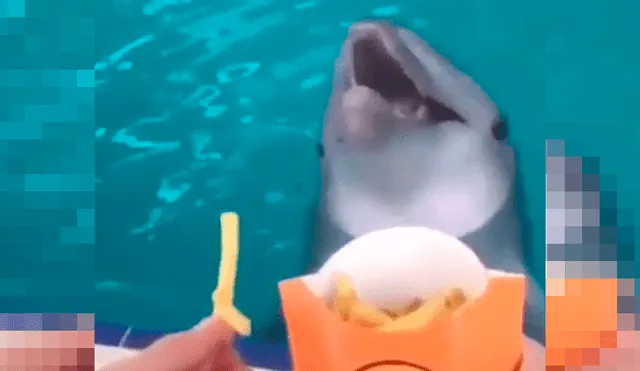 Le ofrecen comida a inteligente delfín y la insólita reacción del cetáceo sorprende a miles [VIDEO]