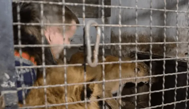 YouTube viral: audaz hombre se mete a jaula de feroces leones y sucede lo inesperado [VIDEO]