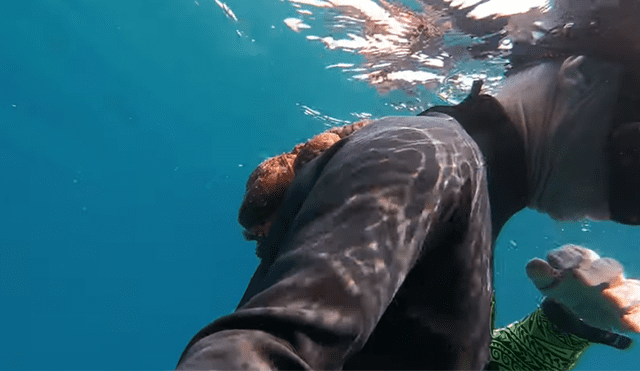Un buzo quedó en shock luego de toparse con una extraña criatura en la profundidad del mar.
