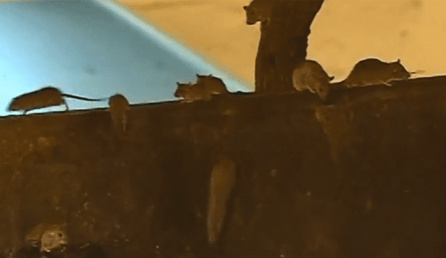 Hallan un nido de ratas cerca a una concurrida estación del Metropolitano [VIDEO]