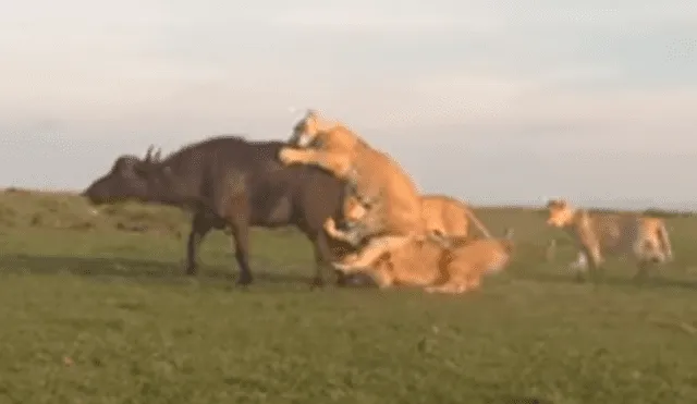 YouTube viral: estas son las sobrecogedoras imágenes de cuando leones devoran a enorme búfalo [VIDEO]