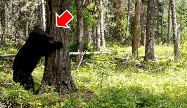 Facebook viral: hambriento oso encuentra comida dentro de árbol y hace lo imposible para sacarlo [VIDEO] 