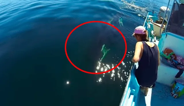Facebook viral: recorren océano y se topan con misteriosa criatura que tiene increíble reacción al verlos
