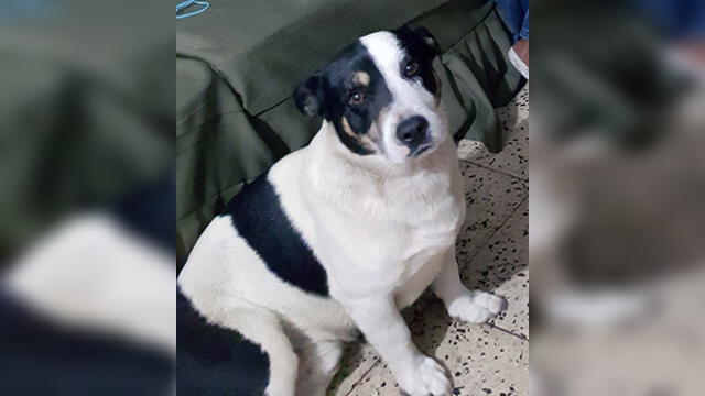 'Paul' el perro de 8 años desaparecido por los pirotécnicos 