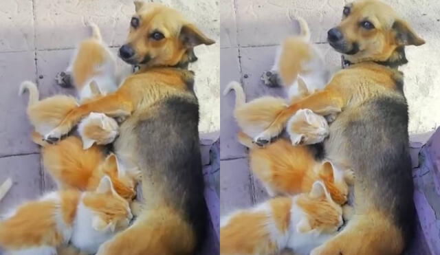 Las imágenes de la perrita cuidando de los pequeños gatitos han dado la vuelta al mundo. Foto: Captura/Facebook