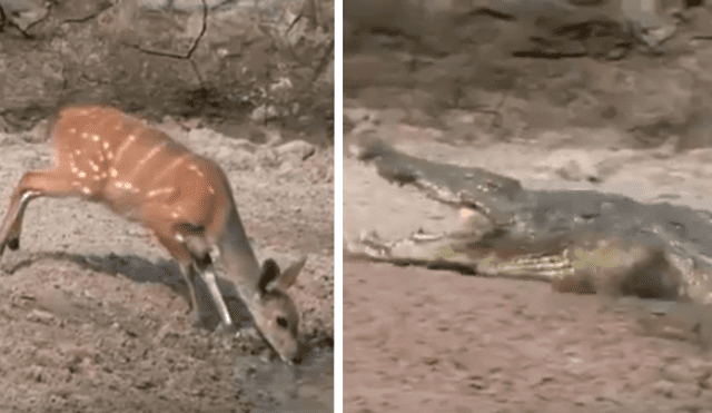 Video es viral en Facebook. El épico escape del ciervo, que estaba tomando agua de un río, ha dejado a más de uno con la boca abierta