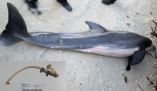 Estados Unidos: Manguera de plástico es encontrada en estómago de delfín 