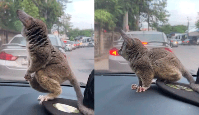 YouTube viral: primate bebé invadió el auto de un turista y su tierno rostro hizo que lo adopten [VIDEO]