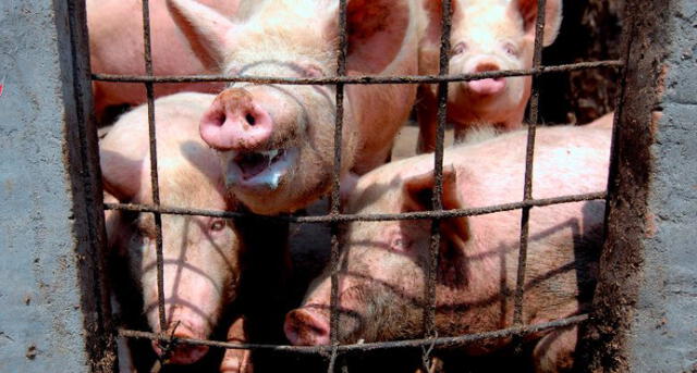Vecinos denuncian malos olores por almacenamiento de restos de comida para cerdos en jirón de San Martín de Porres. Foto: EFE.