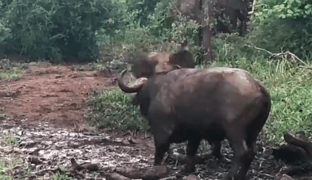 YouTube viral: elefante bebé se enfrenta a un enorme búfalo y le enseña quién es el que manda [VIDEO]