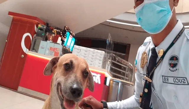 Desliza las imágenes para conocer a Dogdog, el nuevo agente de seguridad del centro comercial en Filipinas. Foto: Facebook