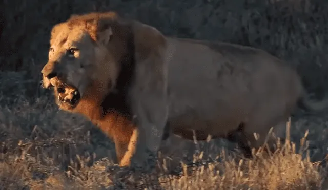 YouTube viral: leona embarazada casi es devorada por hienas hambrientas [VIDEO]