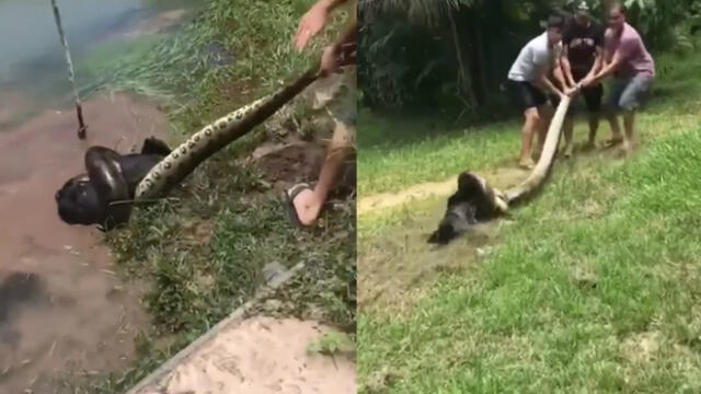Vía Facebook: gigantesca anaconda se tragaba a perro y dueño llega al rescate [VIDEO]