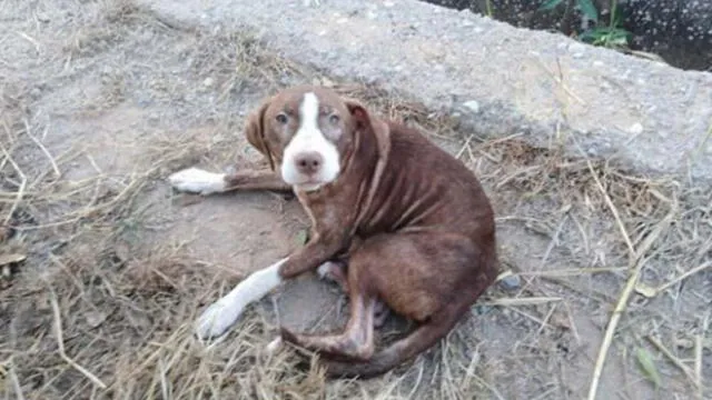 Facebook: Anciano con alzhéimer que estaba perdido fue cuidado toda la noche por un perro