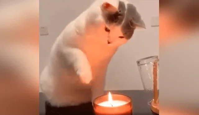 Desliza las imágenes hacia la izquierda para apreciar la destreza de un gato para apagar una vela con su pata. Foto: Captura.