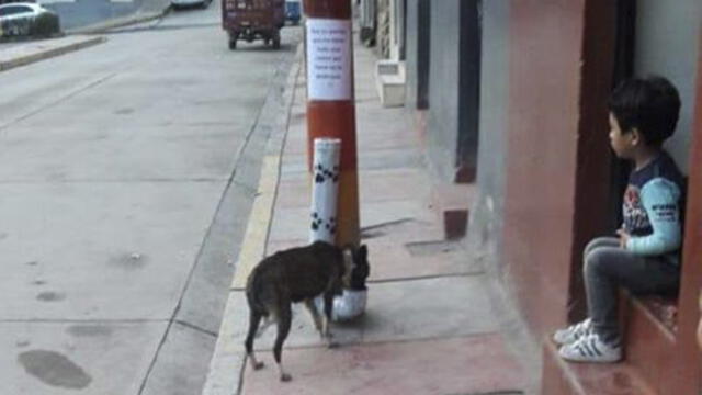 Andahuaylas: instalan recipientes de comida para mascotas en calles 