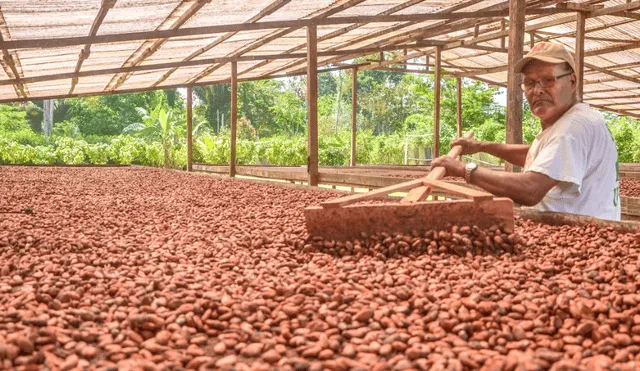 Cacao de Huánuco queda entre los 7 mejores del país en el Programa Cacao de Excelencia 