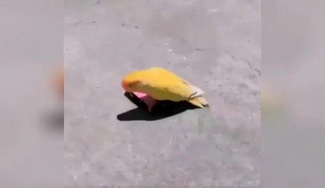 Desliza las imágenes para conocer la destreza de una diminuta ave cuando su dueño la acomodó en una patineta. Foto: captura de YouTube