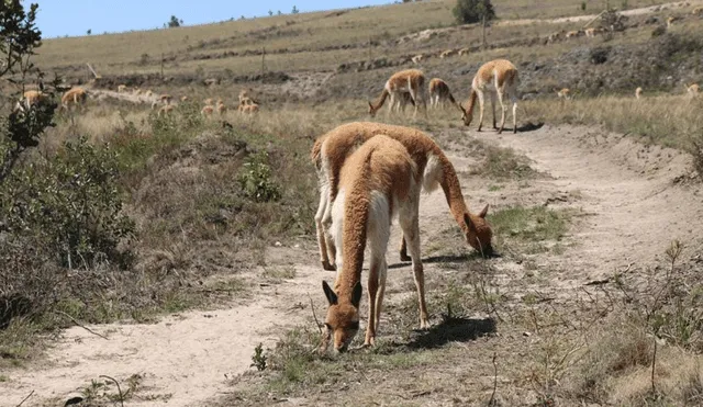 Continúa proyecto de repoblamiento de vicuñas en provincias de Cajamarca. Foto: DRA