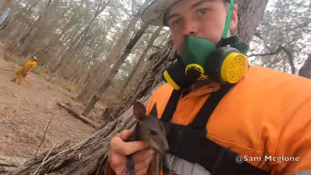 Cría de canguro es rescatada por voluntario Sam McGlone y video se vuelve viral. Foto: Captura