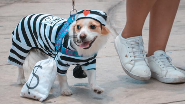San Miguel: realizan Carnaval Canino 2019 [FOTOS]