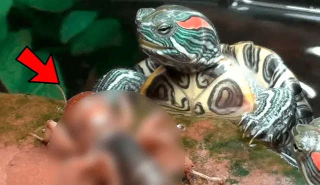 YouTube viral: tortuga se topa con misteriosa criatura y tiene feroz batalla que termina de forma trágica