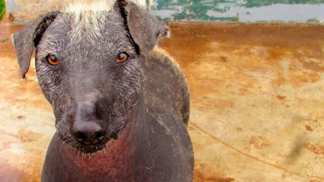 Perro peruano sin pelo