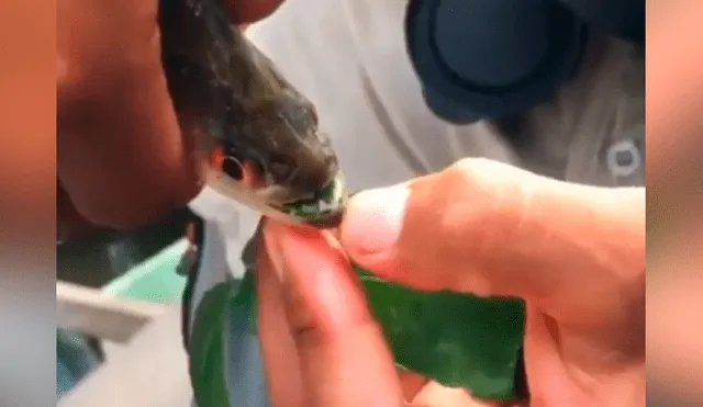 Facebook viral: cazador usa pez piraña como ‘perforador’ y es duramente criticado [VIDEO]