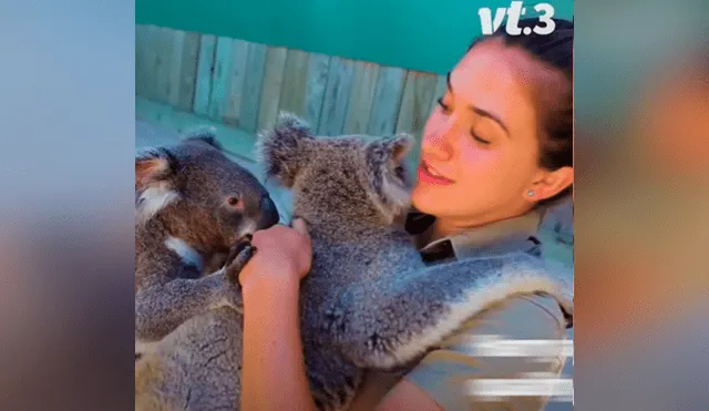 Desliza las imágenes para ver qué ocurrió entre Harry y James, dos simpáticos koalas que se enfrentaron por el amor de su cuidadora. Foto: Captura/VT