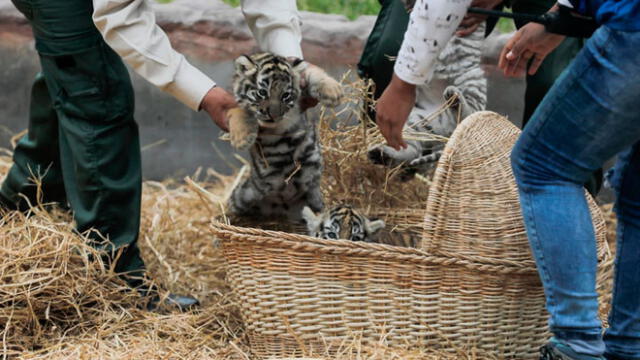 Tigres de bengala nacieron en el Parque de las Leyendas