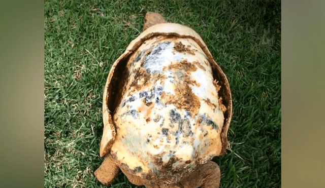 Desliza hacia la izquierda para ver el caparazón en 3D que hicieron para una tortuga.