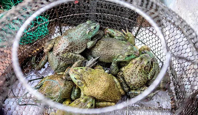 Las ranas son muy buscadas por los chinos cuando acuden a ciertos mercados, aún en plena pandemia de coronavirus. Foto: EFE