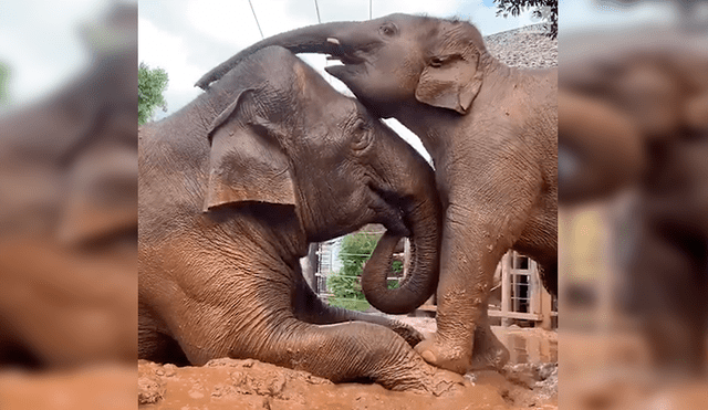 En YouTube, una mamá elefante fue captada en el preciso momento que protagonizó junto a su cría.