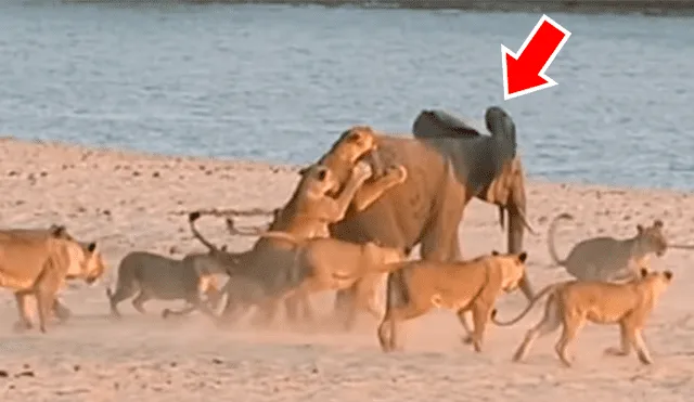 YouTube viral: bebé elefante usa truco para no ser devorado por manada de hambrientos leones [VIDEO]