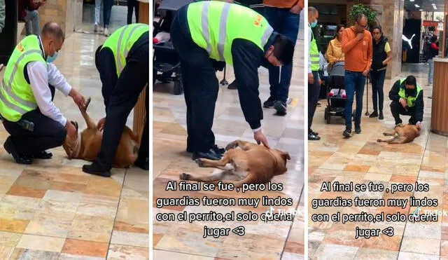 Tras ser notificados sobre la presencia del animal, los agentes fueron a buscarlo por los diferentes espacios del centro comercial. Foto: composición LR/TikTok/@itzyandreaneira