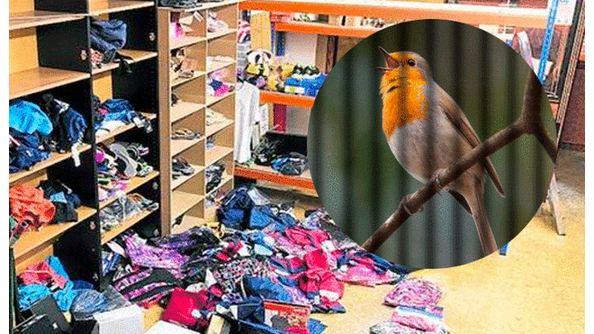 Pájaro es detenido por la Policía al ser “cómplice” del robo a una tienda