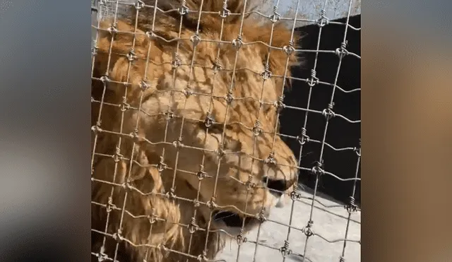 Desliza hacia la izquierda para ver la reacción que tuvo el enorme león con su cuidador. Video es viral en YouTube.