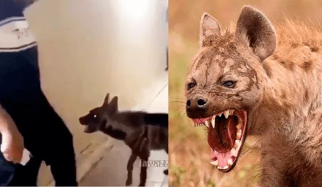 Vía Facebook: hombre adopta hiena salvaje y usa insólito truco para evitar ser mordido [VIDEO] 