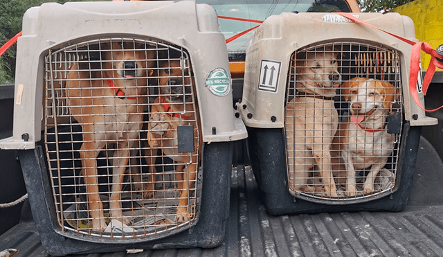 Perros abandonados se van de México tras ser adoptados en hogares de Canadá