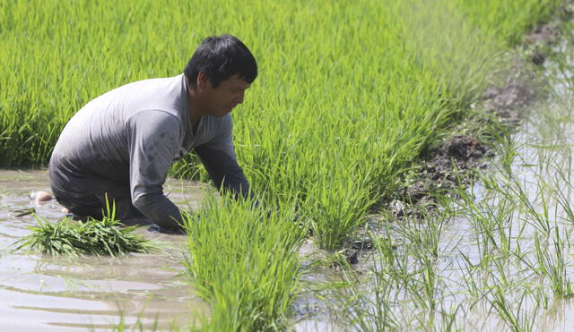 1. Son 25.000 hectáreas de arroz que sembrará en la campaña agrícola 2022-2023. Foto: La República