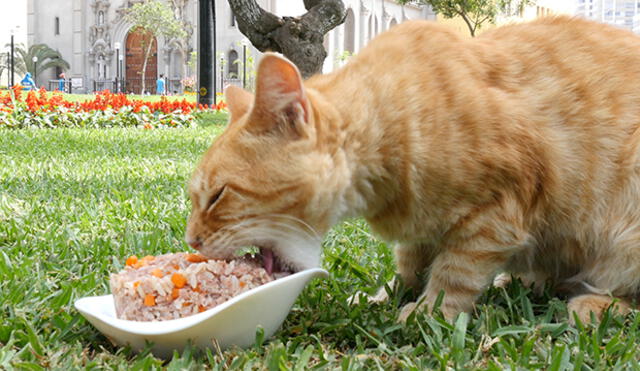Celebra con tu minino el Día Internacional del Gato con esta receta