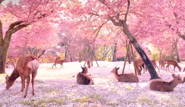 En Japón, decenas de ciervos reposaron bajo los cerezos en flor durante el aislamiento obligatorio. Foto: El País