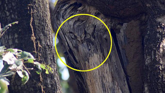 Desliza las imágenes para ver el lugar exacto en que esta astuta ave se encuentra oculta. Foto: Varun Jain/Twitter