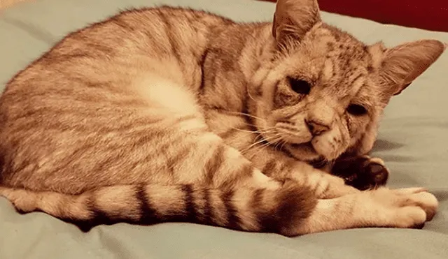 Gato con extraño síndrome fue abandonado por su aspecto y ahora tiene una nueva familia