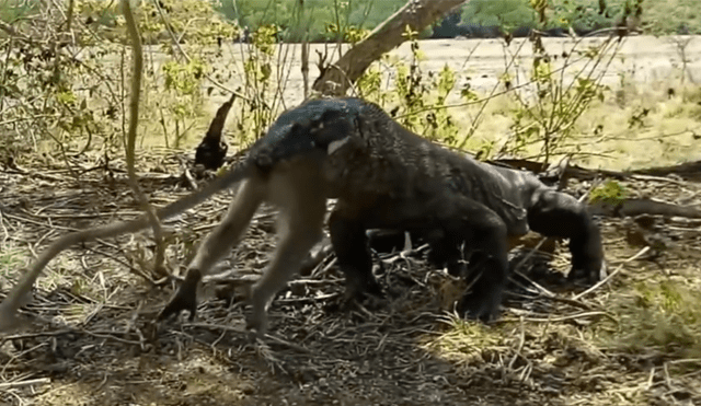 Un video viral muestra como un enorme dragón de komodo devora por completo a un indefenso mono.