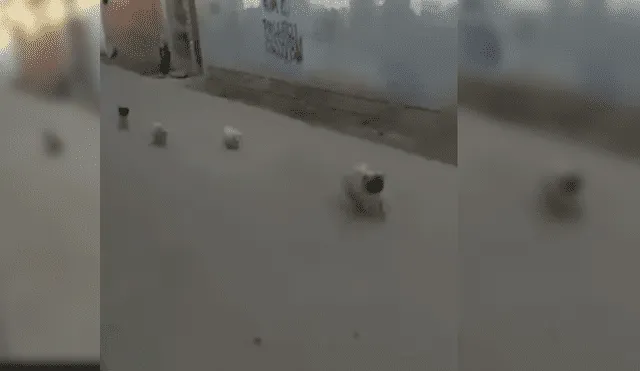 Video es viral en Facebook. El ‘pug’ jamás imaginó que el pequeño perro callejero que quería asustar regresaría con sus amigos y lo harían huir del miedo. Foto: Captura.