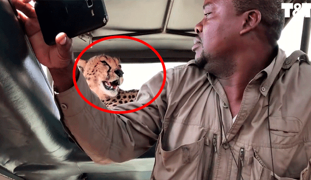 Imprudente hombre intenta tomarse un selfie con un guepardo y el desenlace asombra las redes [VIDEO]