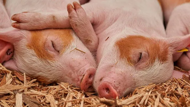 Alerta por enfermedad porcina en China que afecta mercados de carne del mundo