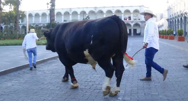 ¡Insólito! Sacan a pasear a toro de pelea a la plaza de Armas de Arequipa [VIDEO]