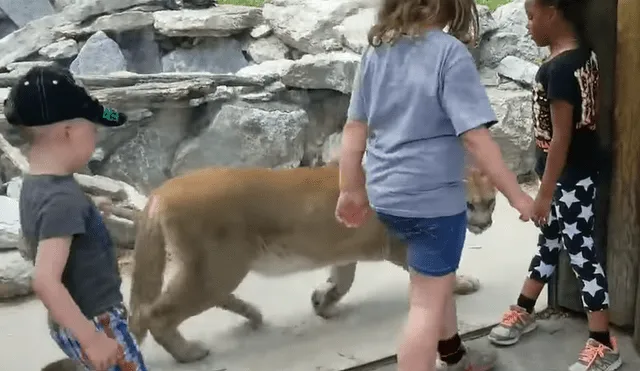 Facebook viral: perro ingresa a zoológico y se encuentra con hambriento puma [VIDEO]